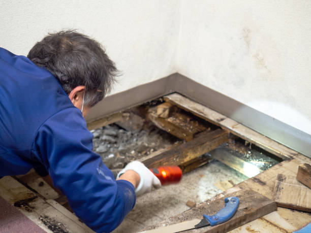 Reliable Bostonia, CA Mold Remediation Solutions