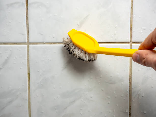 Best Basement Mold Remediation in Bostonia, CA