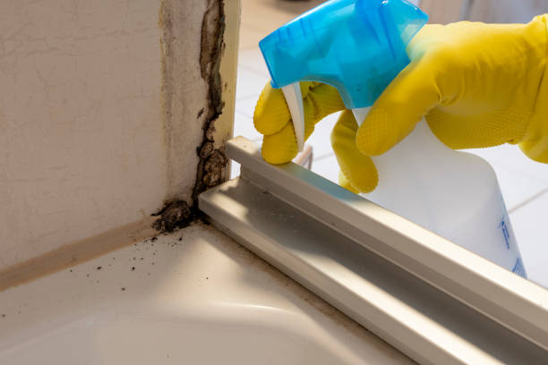 Best DIY Mold Remediation Support Services in Bostonia, CA
