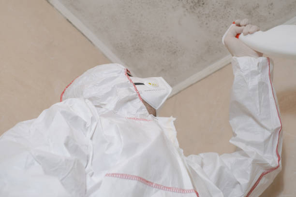 Best Attic Mold Remediation in Bostonia, CA
