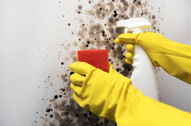 Best Post-Flood Mold Remediation in Bostonia, CA
